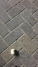 立白大師香氛柔順劑夢幻玫瑰 100g旅行裝 護衣防靜電去毛球 曬單實拍圖