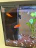 小佩×起源紀(jì)智能魚缸Pro 水族箱金魚缸生態(tài)過濾玻璃客廳彩燈中型15L 物理濾芯4塊裝 曬單實拍圖
