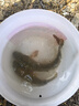 本諾全地形釣椅新款可躺式釣魚(yú)椅子全套配件傘釣魚(yú)凳折疊便攜歐式釣椅 回彈記憶棉【4D軟彈坐墊】背包套裝 升級(jí)加固便攜歐式釣椅 曬單實(shí)拍圖
