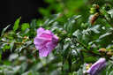 尼康/Nikon高品質(zhì)二手70-200  300 80-400 遠(yuǎn)攝 變焦鏡頭人像特寫商業(yè)攝影拍鳥 尼康200-500mm f5.6 99新 曬單實(shí)拍圖