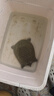 秋季 鮮活生態(tài)外塘生長(cháng)食用大甲魚(yú)生鮮魚(yú)冷水團魚(yú)王八鱉活體生鮮活鮮 4.0-4.2斤外塘野養老鱉【公鱉】 曬單實(shí)拍圖