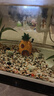 MIFLAME海綿寶寶菠蘿屋魚缸造景擺件卡通公仔躲避屋水族箱布景裝飾套餐 海綿寶寶系列9件套 曬單實拍圖