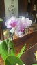蝴蝶蘭花苗帶花苞客廳辦公室室內(nèi)桌面裝飾花卉植物四季好養(yǎng)盆栽 寶貝蝴蝶蘭-裸苗（帶花苞+半開放） 曬單實拍圖