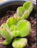 MPPMCK熊掌多肉植物熊童子【錦】網紅新款迷你小多肉陽臺桌面小盆栽室內 變色粉熊-5葉  后期純粉 不含盆 曬單實拍圖
