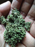 滇域茗草 2025年頭茬新花 文山三七花四年生特級田七花茶250g 曬單實(shí)拍圖