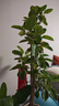 花財(cái)主大型綠植各種大型盆栽發(fā)財(cái)樹(shù)金錢(qián)樹(shù)榕樹(shù)流泉楓辦公室內(nèi)盆景好養(yǎng)活 S級(jí)黃金榕1.6-1.8m【聚寶盆】 曬單實(shí)拍圖