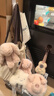 Jellycat小豬包包動物毛絨玩偶斜挎包腰包玩具娃娃公仔生日七夕情人節(jié)禮物 小豬包包 One Size 曬單實(shí)拍圖