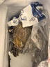 舟山梭子蟹鮮活特大野生大螃蟹新鮮冷凍海鮮水產(chǎn)海蟹飛蟹白蟹順豐 7-9兩/只【5斤凈重 特大肥壯】 曬單實拍圖