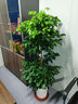 植男植女幸福樹造型綠寶盆栽綠色植物客廳室內(nèi)大型綠植辦公室喬遷源頭直發(fā) 曬單實拍圖