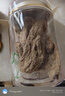 貢苑  高檔精品裝烏天麻250g 云南昭通小草壩6年老烏天麻 端午節(jié)禮品 曬單實(shí)拍圖