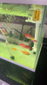 天使魚 觀賞魚寵物招財魚飼料次日達小型好養(yǎng)耐活專用魚糧淡水魚 【天使魚專用飼料1包】15g 曬單實拍圖