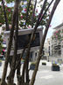 德仕博（DESHIBO） RD1748全波段數(shù)調(diào)收音機(jī)二次變頻AM/FM/SW臺(tái)式收音機(jī)（海外版本DIGITECH-AR1748) 曬單實(shí)拍圖