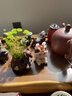系顏可養(yǎng)精品獅兔變色茶寵擺件兔子創(chuàng)意茶玩茶桌茶臺(tái)茶具配件 醒獅兔變色茶寵【玉白款】 曬單實(shí)拍圖