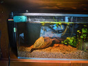 AMTRA TECHNIK德國安彩壁掛過濾器ex450魚缸過濾器龜缸低水位 EX450 新版除油膜【內含濾材】 曬單實拍圖