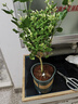筆尖茉莉獨(dú)桿單瓣茉莉花盆栽虎頭茉莉室內(nèi)植物花苗白色茉莉好養(yǎng) 筆尖茉莉5年苗（加侖盆） 曬單實(shí)拍圖