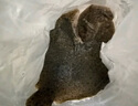 鮮活多寶魚450-550g/條 曬單實拍圖