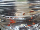 AIPHAROW黃金米奇魚紅米奇魚小型燈科魚紅綠燈淡水熱帶觀賞魚活體好養(yǎng)耐活 小米奇（2cm）10條 曬單實拍圖