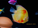 瀚幻七彩神仙魚觀賞魚熱帶魚中小型燕魚財(cái)神紅鴿子紅藍(lán)松石活體淡水魚 套餐1 曬單實(shí)拍圖