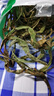 北京同仁堂黃金草腎精草長白山腎精茶東北野生草黃金草腎精草嗷嗷叫茶 嗷嗷叫20g 曬單實(shí)拍圖