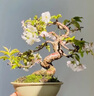 引進(jìn)櫻花樹(shù)苗花卉矮化微型盆景綠植物室內外四季開(kāi)花不斷櫻花盆栽 朱雀【進(jìn)口櫻花】八年苗2.0公分 不含盆 曬單實(shí)拍圖