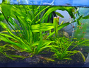 瘋狂水草（FKSC）水草植物直接入缸莫斯水草懶人魚缸造景套餐竹節(jié)草凈化 小水蘭買一配五 曬單實拍圖