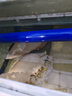 派樂(lè)特 蛋白棉魚缸過(guò)濾材料過(guò)濾棉高凈水過(guò)濾黃水 蛋白棉500g 曬單實(shí)拍圖