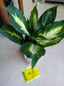 蝴蝶之舞 金鉆豆瓣綠發(fā)財(cái)樹植物室內(nèi)花卉小綠植 吊蘭文竹花苗綠植盆栽 銀皇后 不含盆 曬單實(shí)拍圖