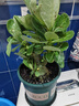 沙漠玫瑰盆栽重瓣花卉庭院植物耐旱室內(nèi)四季陽臺盆景懶人好養(yǎng)綠植 沙漠玫瑰【三色堇】3年老樁+加侖盆 曬單實拍圖