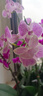 嘆為觀(guān)止蝴蝶蘭 蘭花 洋蘭 年宵花 綠植花卉小盆栽 兩棵樂(lè )星帶花 中型花 不含盆 曬單實(shí)拍圖