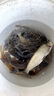 鯽魚大叔V7誘魚粉陽哥開口果炫釣魚小藥添加劑黑坑野釣四季開口 一瓶V7粉劑【快速誘魚】強烈開口 曬單實拍圖
