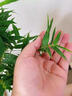 臨雅水培植物米竹盆栽辦公室內(nèi)水養(yǎng)綠植盆景好養(yǎng)活60-70cm*1源頭直發(fā) 曬單實拍圖