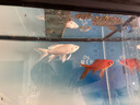 半紫半紅魚(yú)食錦鯉金魚(yú)小型魚(yú)專用飼料上浮型顆粒魚(yú)食料觀賞魚(yú)草金通用魚(yú)糧 三色混合中顆粒2600ml/2.5-3.5mm 曬單實(shí)拍圖