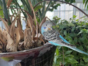 朗繽 鸚鵡活體鳥活物虎皮鸚鵡寵物活鳥玄鳳鸚鵡手養(yǎng)鳥會說話幼鳥幼崽 綠色虎皮+藍色虎皮（一公一母） 曬單實拍圖