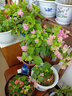 三角梅盆栽帶花劍樹苗室內(nèi)陽臺重瓣飄枝垂絲老樁四季開花爬藤花卉 【帶花發(fā)貨 收到即賞】紅櫻大苗 45-50cm左右（原盆帶土發(fā)貨） 曬單實拍圖