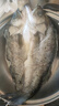 釣魚記開背海鱸魚1斤-1.3斤 三去凈重 冷凍 生鮮 魚類 海鮮水產(chǎn) 曬單實(shí)拍圖