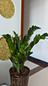 金錢樹盆栽室內(nèi)大盆植物客廳好養(yǎng)辦公室綠植花卉錢串子招財進寶樹 70-80厘米【6-10棵】 基地養(yǎng)殖盆 曬單實拍圖