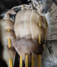 游牧御品大魷魚(yú)6串 鐵板魷魚(yú)須 烤串烤肉 燒烤食材 火鍋串 脆爽海鮮菜肴 曬單實(shí)拍圖