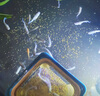 吉品鴻魚(yú)飼料豐年蝦卵脫殼幼魚(yú)苗開(kāi)口魚(yú)糧小型燈科魚(yú)斗魚(yú)通用魚(yú)食100克 曬單實(shí)拍圖