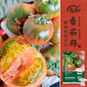 壽禾 番茄種子種子苗酸甜西紅柿大果菜種籽 濰育鐵皮青肩柿子種子80粒 曬單實(shí)拍圖