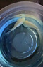 甄夢(mèng)漁野可繁殖組熱帶觀(guān)賞魚(yú)白金寶藍迷你鸚鵡魚(yú)種魚(yú)一對公母淡水卵生配對 中號白金公母一對可繁殖4-5cm 曬單實(shí)拍圖