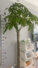京東綠植發(fā)財樹大型綠植盆栽辦公室內(nèi)落地花卉除甲醛開業(yè)喬遷1.6m源頭直發(fā) 曬單實拍圖