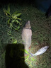川澤川澤線組主線組進(jìn)口魚線主線成品釣鯽魚專用線組臺釣大物線組套裝 5.4m【4卷裝】+收納盒剪刀 2.0號 曬單實(shí)拍圖