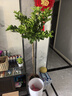 臨雅的花園香水檸檬樹苗盆栽可結(jié)果樹苗可食用大型綠植室內(nèi)客廳四季好養(yǎng)植物 檸檬樹1.2-1.4米+白色圓柱盆 曬單實(shí)拍圖