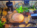 西游水族烏龜缸超白玻璃生態(tài)造景龜魚(yú)缸一體混養(yǎng)生態(tài)缸客廳專用家用飼養(yǎng)缸 50原生溪流豪華全套【缸+DIY造景+設(shè)備】 曬單實(shí)拍圖