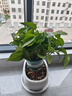 綠蘿盆栽室內(nèi)植物花卉凈化空氣綠植水培垂吊大葉綠蘿新房客廳家用 【整高30cm盆口16】綠加侖吸水4盆送肥料 曬單實拍圖