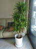 花財主大型盆栽綠植 檸檬樹鴨腳木發(fā)財樹天堂鳥綠植室內(nèi)客廳大盆栽 S級香水檸檬1.5-1.7米【鉆石盆】 含盆 曬單實拍圖