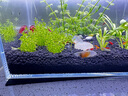 尼特利 NETLEA水草泥魚缸凈水營養(yǎng)土水族養(yǎng)魚水藻泥免水洗種植土草缸陶粒底砂 二代-自然粒-3L/袋 曬單實拍圖