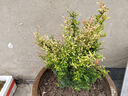 申堰石榴花盆栽觀賞果樹苗室內(nèi)盆景四季開花植物室外庭院陽(yáng)臺(tái)綠植花卉 花石榴5年苗推薦 曬單實(shí)拍圖