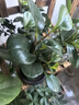 綠有意金鉆盆栽植物水培綠植花卉多肉辦公室內(nèi)去吸除甲醛鉑金鉆綠公主 金鉆20cm3棵(原土盆)+營養(yǎng)液 含盆 曬單實拍圖