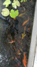 HASE魚池水循環(huán)過濾系統(tǒng)室外庭院凈水過濾器大型錦鯉池外置過濾箱 0-2立方魚池用套裝【含水泵水管全套】 曬單實(shí)拍圖